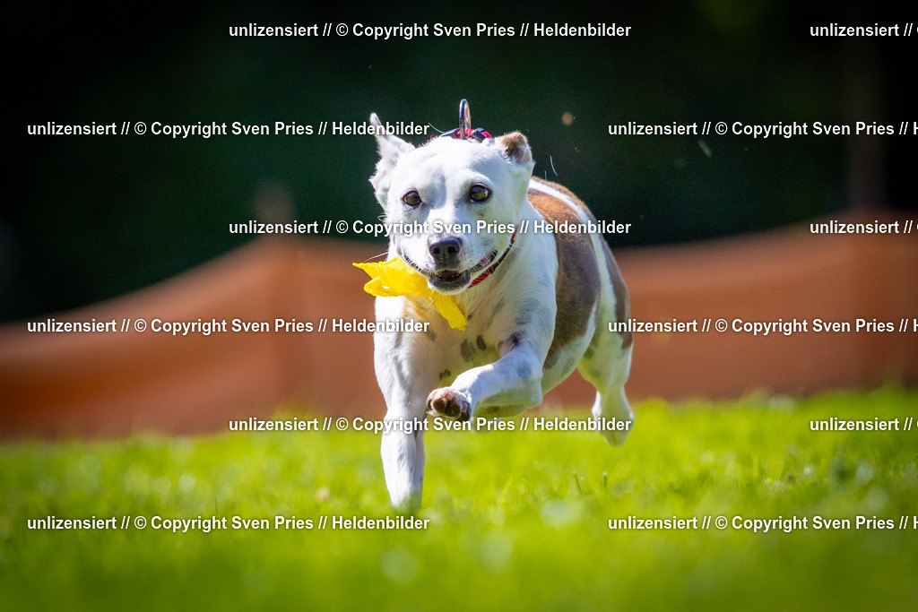 Sven Pries | 2025-08-10 - Hunderennen Durlach - Realisiert mit Pictrs.com