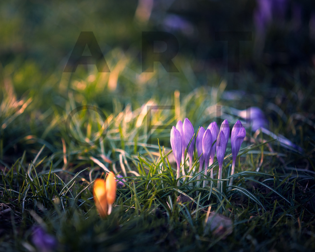 Ein Hans Fineart Original | Entdecke die Kunst von Hans Fineart - Fotografien für dein Zuhause. Verwandle deine Wände mit einzigartigen Kunstwerken und bringe die Schönheit der Welt in dein Leben. Bestelle jetzt und schaffe einen Ort der Inspiration und Eleganz.