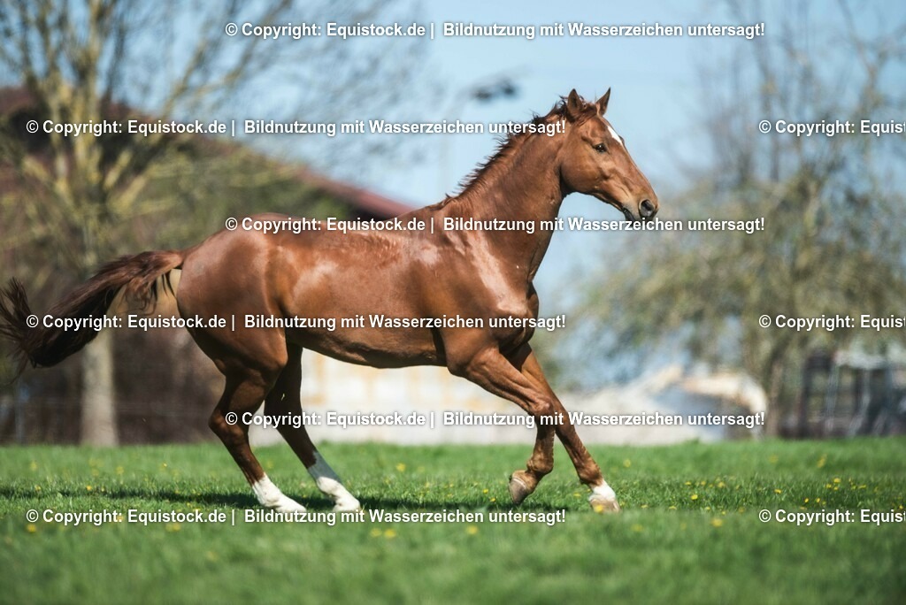 20210426_Pferd-auf-Koppel_0033 | equistock