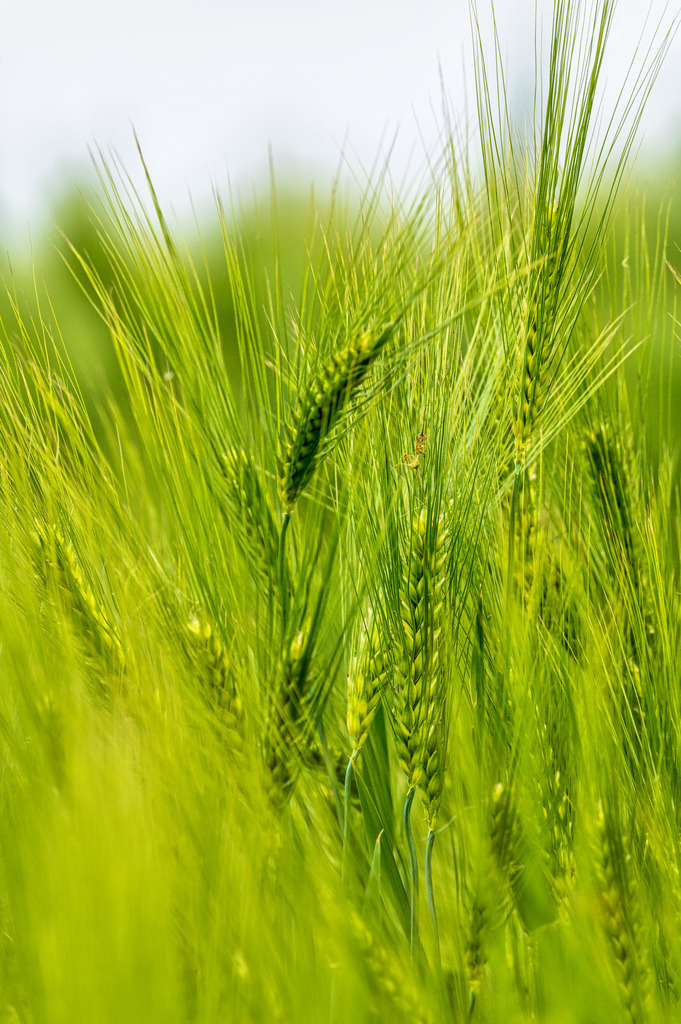 2022_05_31_DSC1945 | Hochwertig gedruckte Fotografien für die Wand, als Kalender und zum Verschenken. Hamburg & Norddeutschland und überall wo ich mit der Kamera unterwegs war.