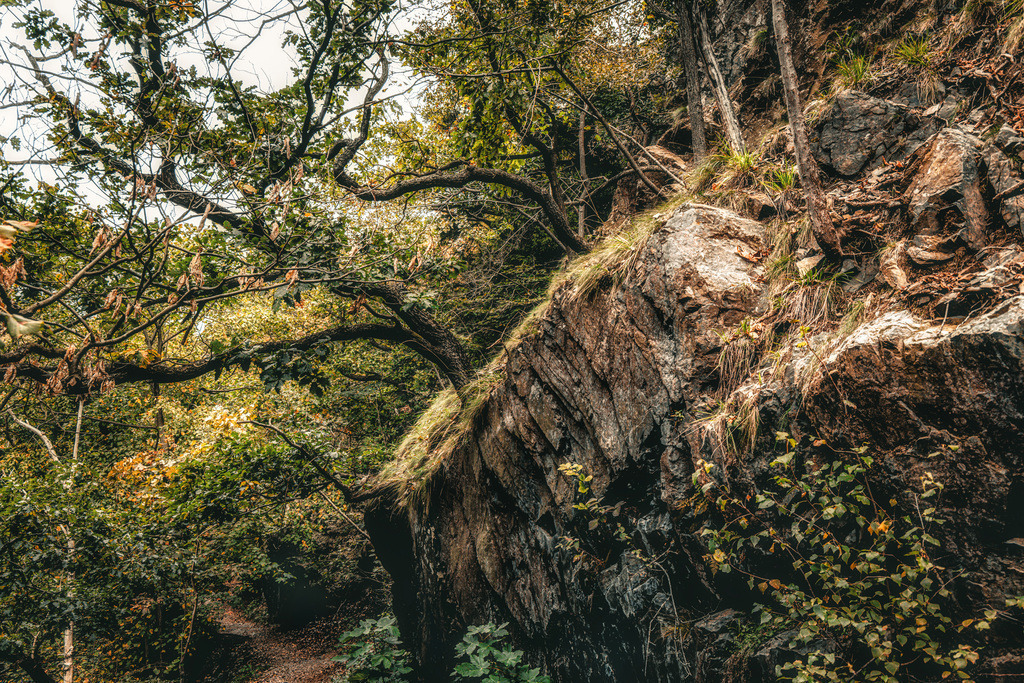 Eine felsige Waldlandschaft in der Wanderregion Harz, Nationalpark Harz | Das Bild zeigt eine felsige Waldlandschaft mit Bäumen, die aus einer Felswand wachsen.Die Szene ist dicht bewaldet mit Felsen im Vordergrund. - Realisiert mit Pictrs.com