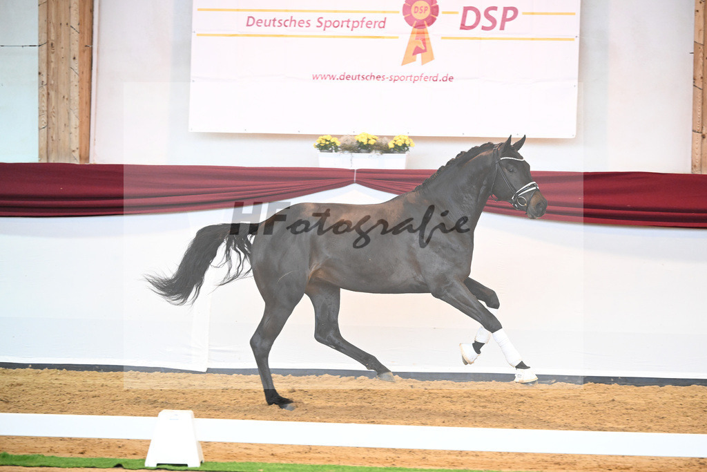 Kat-Nr. 42 v. Maracana_Sommer_66220614 | hf-fotografie - Realisiert mit Pictrs.com