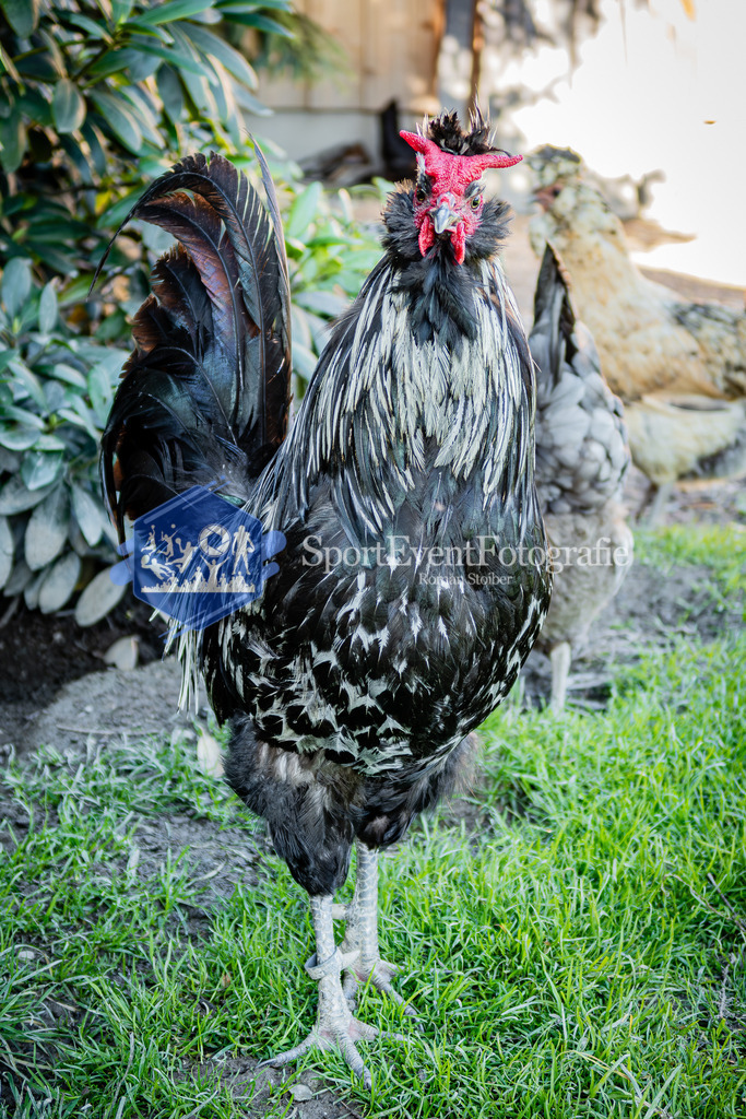 IMG_1184 | SportEventFotografie - Roman Stoiber