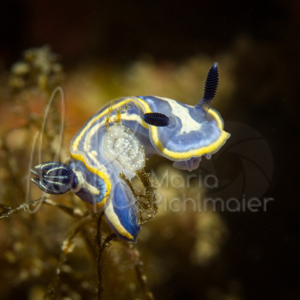 Felimare tricolor | dreifarbige Sternschnecke bei der Ei-Ablage - Realisiert mit Pictrs.com