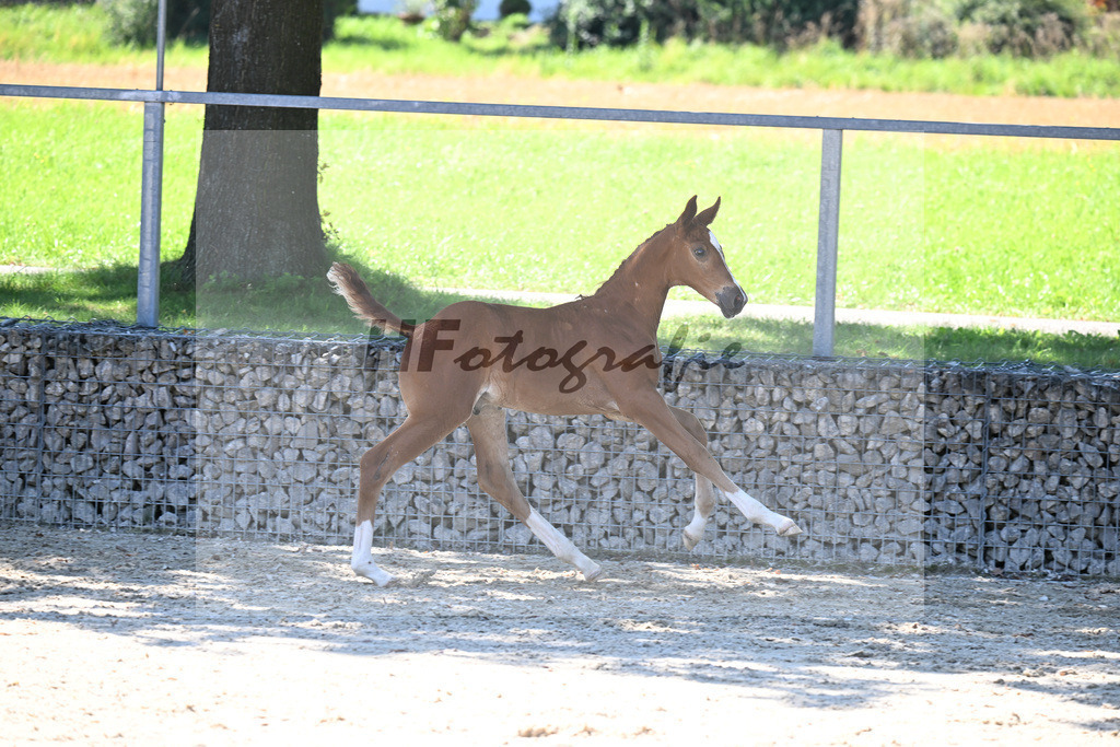 Kat-Nr. 14 Cascadello I x Lyjanero_HF_Regele_26250200 | hf-fotografie - Realisiert mit Pictrs.com