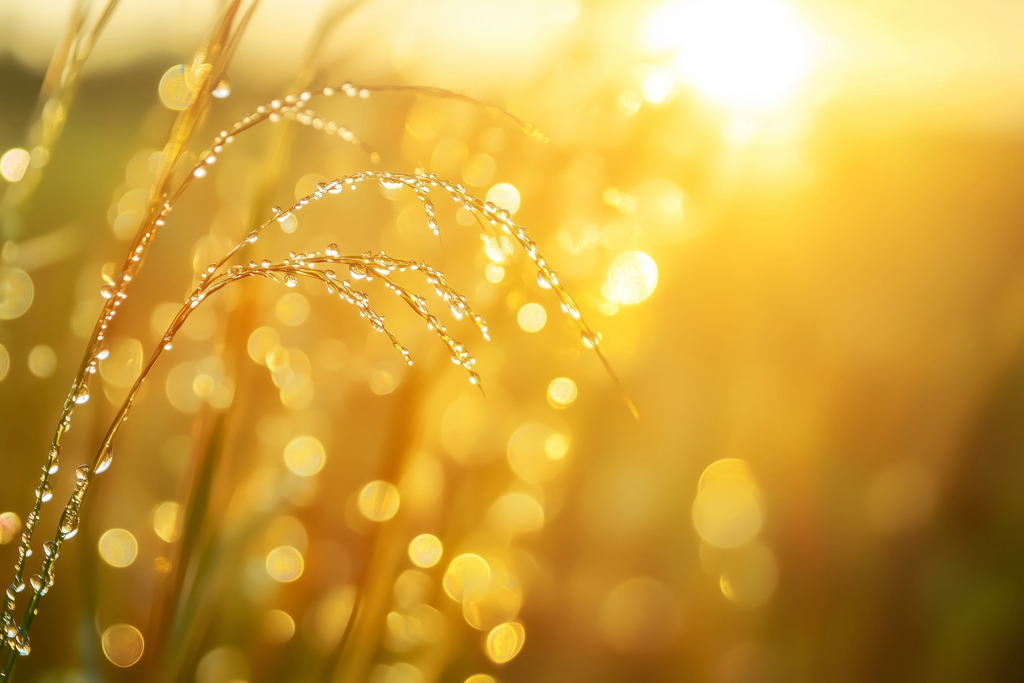 2411014 - Morgentau | Modernes Wandbild oder Poster im Stil einer fotorealistischen Illustration.