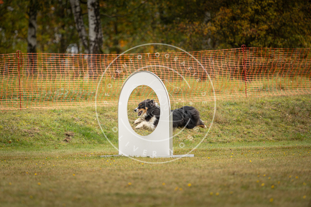 Pfotenfotografie_DV3A2588 | Hundefotografie, Tierfotograf, Pfotenfotografie, Fotoshooting Hund, Hunde Portrait, Hundesport, Hundeportraits, Heideshooting, Hunde, Sportfotograf, Hundefotograf, Turnierhundsport, THS,  - Realisiert mit Pictrs.com