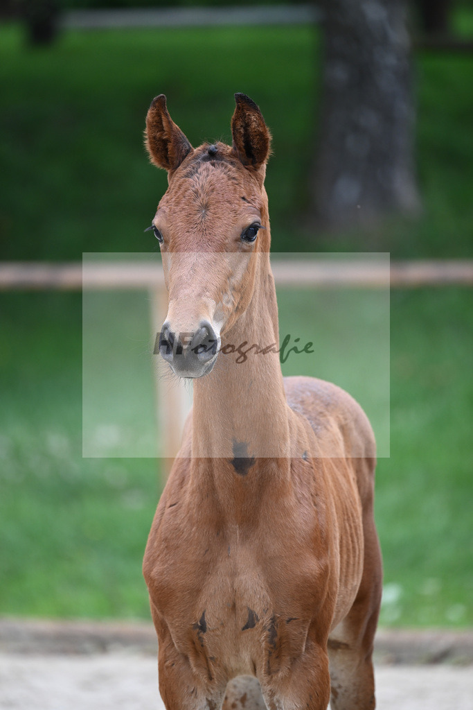Kat-Nr. nn SF Vitalos_Kopp_25230407 | hf-fotografie - Realisiert mit Pictrs.com