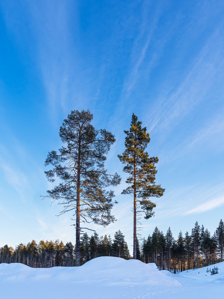 Landschaft mit Schnee und Bäumen im Winter in Kuusamo, Finnland | Landschaft mit Schnee und Bäumen im Winter in Kuusamo, Finnland.