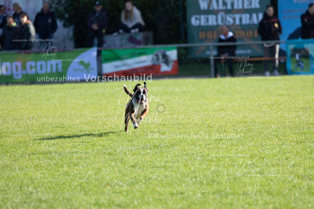 _16A5073 | Einzigartige Fotos von Hunden & Menschen –Actionfotos, Portraits, Vereinsaufnahmen & Paarshootings – authentisch, lebendig & mit Herz.
