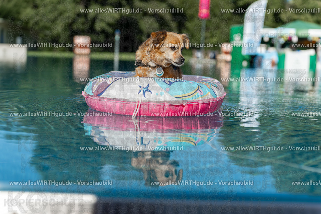 Hundeschwimmen_Volksbad_2026-allesWIRTHgut_Tierfotografie-2609061048-095815-7R509207 | Professionelle Tierfotografie in Mönchengladbach von Daniel Wirth (allesWIRTHgut). Liebevolle & natürliche Bilder von Hunden & Katzen für unvergessliche Erinnerungen.