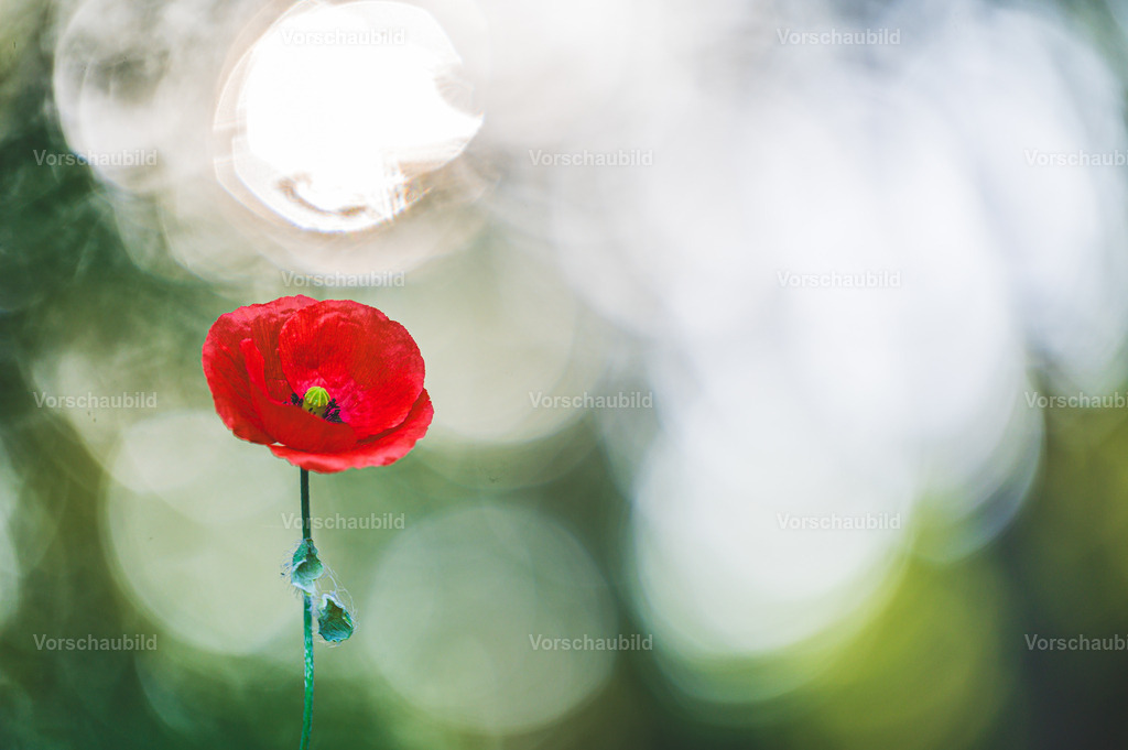 Fotoatelier Christian Hofmeister | Stadtlandschaften, sowie Makro-, Landschafts-, Natur- und Schwarzweißfotos aus der Region Celle &amp; Umgebung