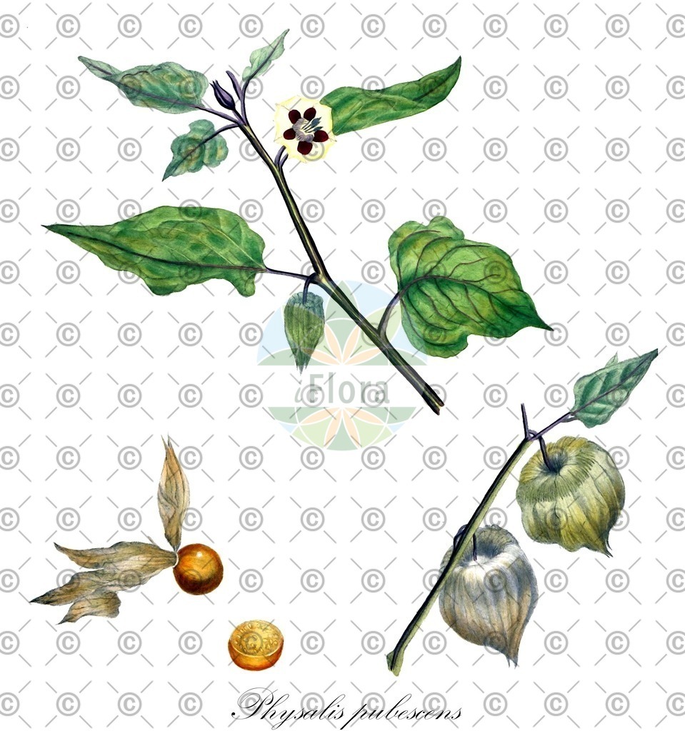HistAbb_wfo-0001151718_1_ENZY_Simple | Historische Abbildung von Physalis pubescens - Solanaceae | Historical Illustration of Physalis pubescens - Solanaceae