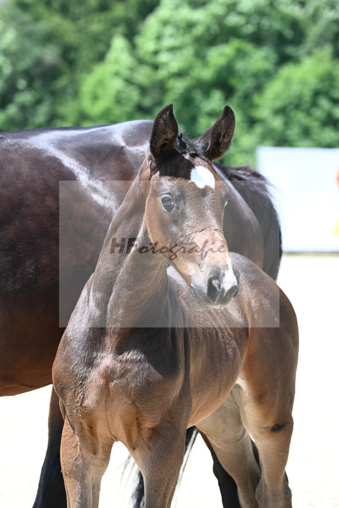 Kat-Nr. 20 SF Bohemian_Zellner_15230395 | hf-fotografie - Realizzato con Pictrs.com