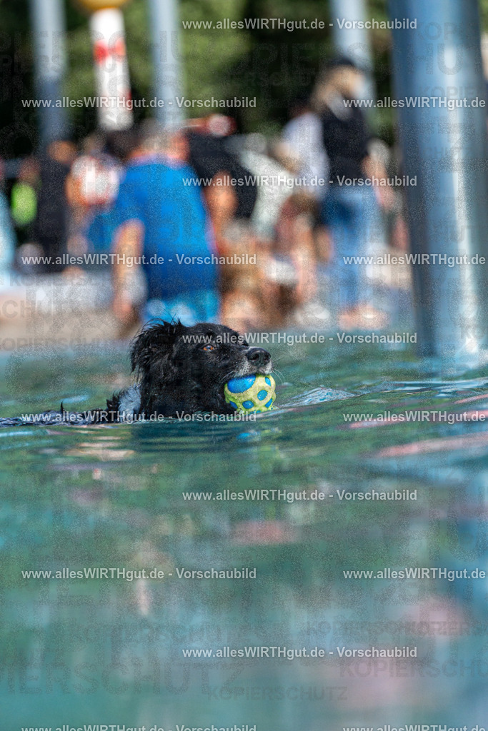 Hundeschwimmen_Volksbad_2026-allesWIRTHgut_Tierfotografie-2609061221-FAY06453 | Professionelle Tierfotografie in Mönchengladbach von Daniel Wirth (allesWIRTHgut). Liebevolle & natürliche Bilder von Hunden & Katzen für unvergessliche Erinnerungen.