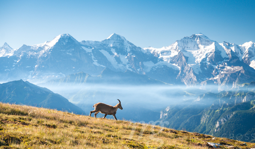 ibex in front of the mighty Bernese Alps | Die ideale Geschenkidee für Naturliebhaber. Naturbilder von Marcel Gross Photography für ihr Zuhause in den verschiedensten Formaten und Materialien. - Realisiert mit Pictrs.com