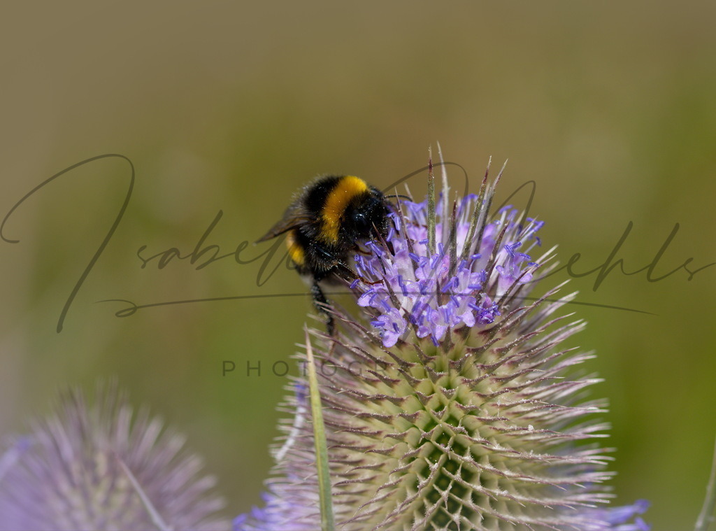 060_Hummel | i-n-photography - Realisiert mit Pictrs.com