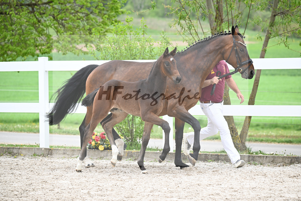 Kat-Nr. 8 HF Tesino RS x Benetton Dream_Greim_23260924 | hf-fotografie - Realisiert mit Pictrs.com
