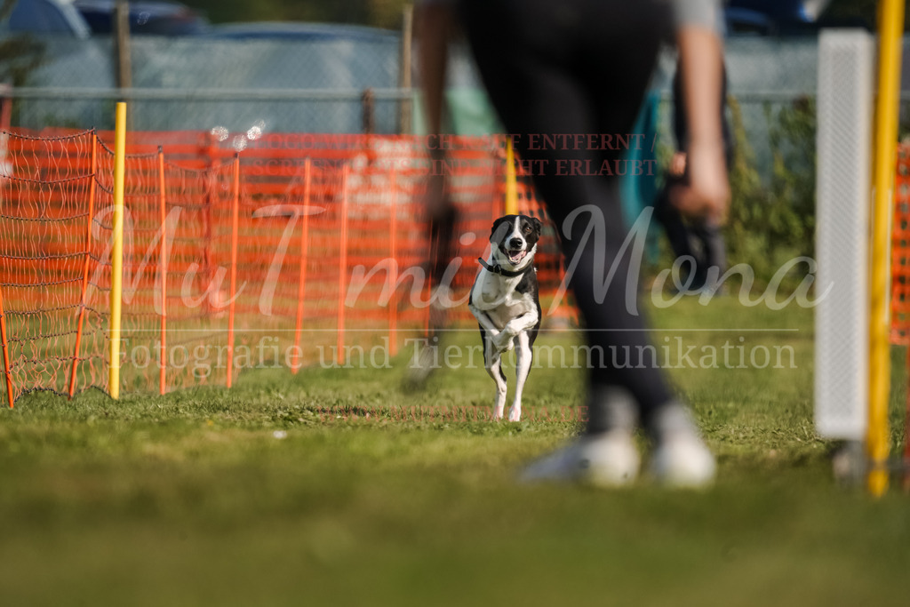 20250928_Hunderennen-170 | MuT (Mensch und Tier) mit Mona - Fotografie und Tierkommunikation - Realisiert mit Pictrs.com
