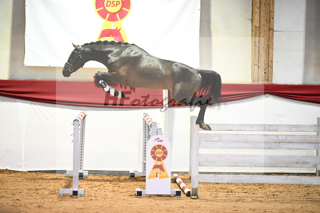 Kat-Nr. 17 Contenaro x Lancerto_Noll_43231106 | hf-fotografie - Realisiert mit Pictrs.com