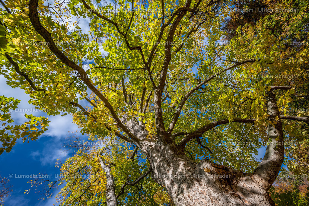 10049-12586 - Schloßpark Ilsenburg im Harz | Stockfoto und Bilderpool mit Bildmaterial aus Deutschland, dem Harz, Halberstadt, Quedlinburg, Wernigerode und weltweit. Qualitativ hochwertige und professionelle Fotos anschauen und kaufen. - Realisiert mit Pictrs.com