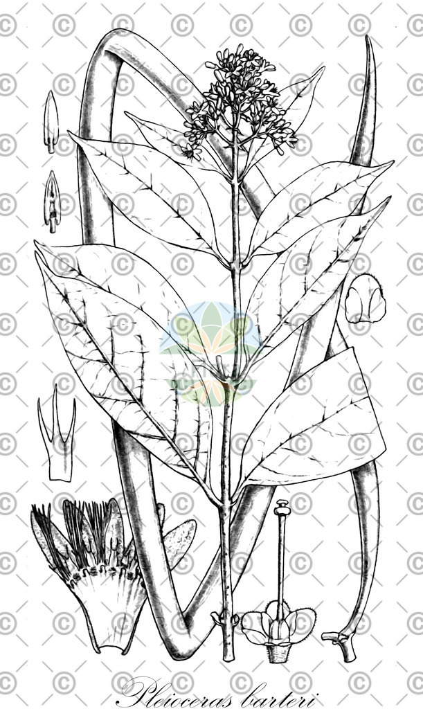 HistAbb_wfo-0001261078_2_ENZY_Simple | Historische Abbildung von Pleioceras barteri - Apocynaceae | Historical Illustration of Pleioceras barteri - Apocynaceae