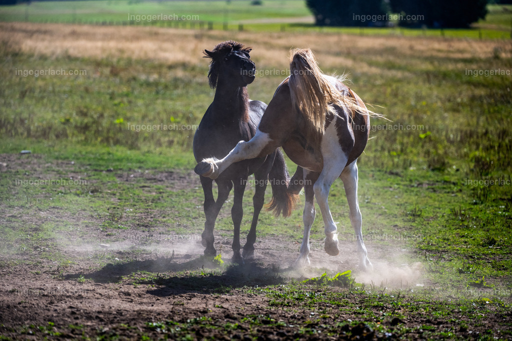 kämpfende Islandhengste | Ingo Gerlach
