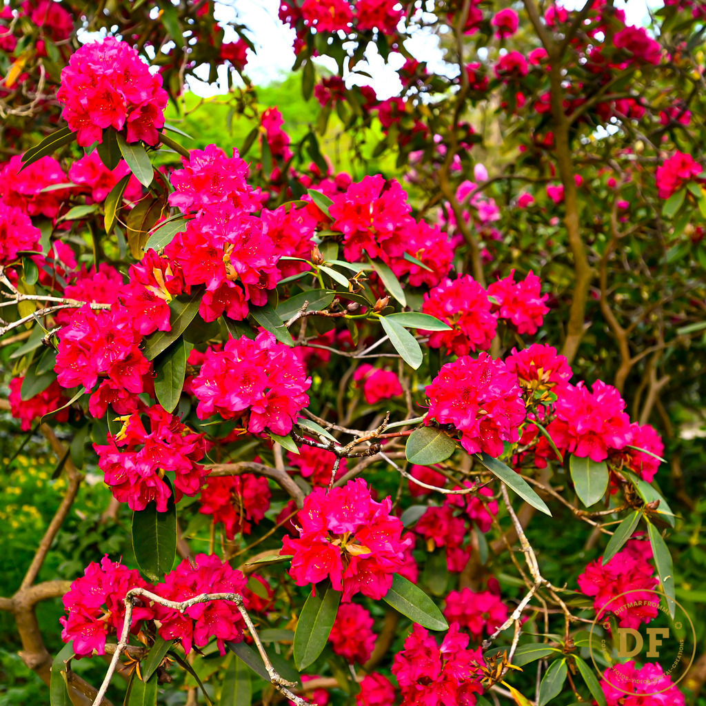 6_DSC8175 | Geschenke, Wandbilder und Accessoires mit Motiven aus Dresden und anderen schönen Orten zur Verschönerung Deines zu Hauses und zum verschenken gewünscht? Wähle Deine Lieblingsbild auf dem Produkt Deiner Wahl. 