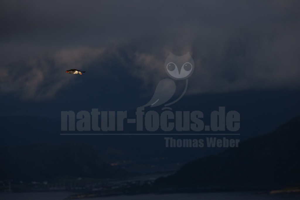 R5NF5006-20230720 | Das Bild zeigt einen fliegenden Papageitaucher (Fratercula arctica) vor einem dunklen, bewölkten Himmel. Der Vogel ist im Flug zu sehen, wobei seine charakteristischen Merkmale wie der bunte Schnabel und die kontrastreiche Gefiederung erkennbar sind. Der Hintergrund besteht aus dunklen Bergen und einem verschwommenen Gewässer im unteren Bereich des Bildes. Es gibt keine Interaktionen mit anderen Tieren oder Objekten im Bild. - Realisiert mit Pictrs.com