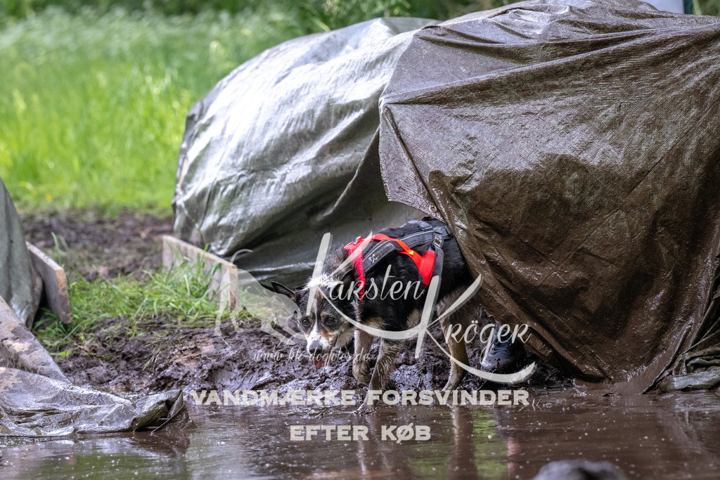 1347_ZZ92272 | kk-dogfotos