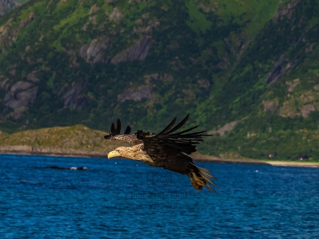 P1001609-LR-topaz-enhance | Natur im Moment - Realisiert mit Pictrs.com