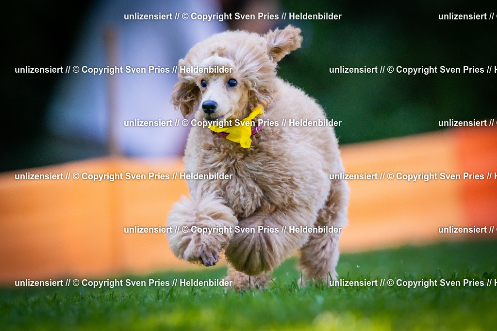 Sven Pries | 2025-08-10 - Hunderennen Durlach - Realisiert mit Pictrs.com