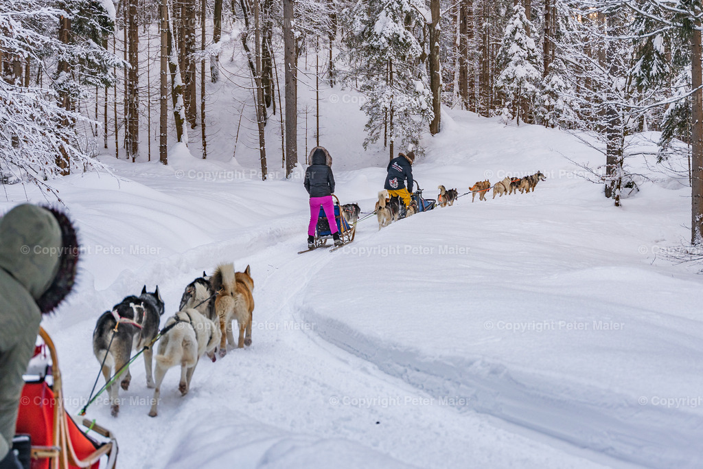Huskyschlitten_Faubelhof_Hohenthurn-188 | piet_flosse