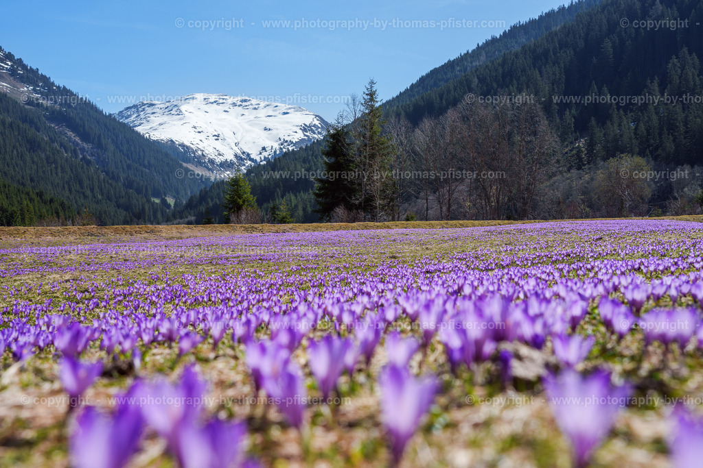 Märzengrund Stumm Krokusse Krokusblüte copyright  Thomas Pfister-1 | PHOTOGRAPHY BY THOMAS PFISTER