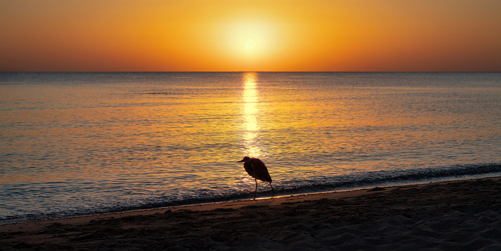 Reiher im Morgenlicht (Panorama) | Ägypten | Premium-Wandbild im Panorama-Format von justsomewhere.com: Die dunkle Silhouette eines Reihers am Sandstrand bei einem goldenen Sonnenaufgang über dem Roten Meer in Ägypten. - Realisiert mit Pictrs.com