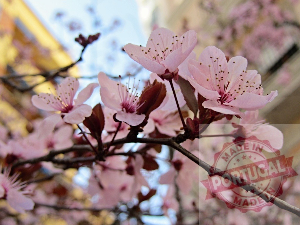 Pink cherry blossoms blooming on a branch in spring | Delicate pink sakura flowers blossoming on a tree branch during springtime - Realized with Pictrs.com