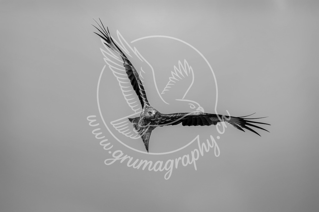 skyfracture - red kite_ switzerland_swx | Authentische Landschafts- & Wildtierfotografie aus der Schweiz. Hochwertige Wandbilder, Fine-Art-Prints und Wunschmotive nach Auftrag – sorgfältig entwickelt im Grumagraphy-Style