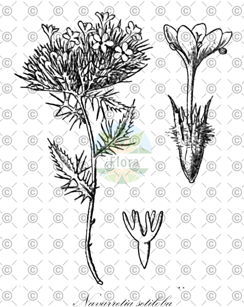HistAbb_5XXG_1_ENZY_Simple | Historische Abbildung von Navarretia setiloba - Polemoniaceae | Historical Illustration of Navarretia setiloba - Polemoniaceae
