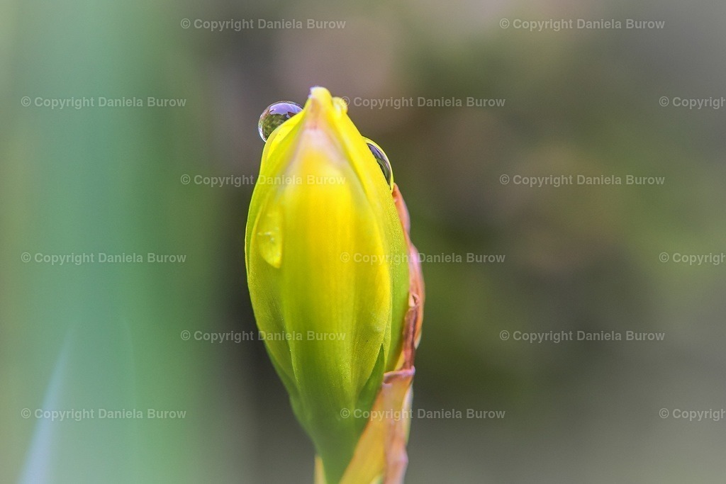 Frühling | danielaburow - Realisiert mit Pictrs.com