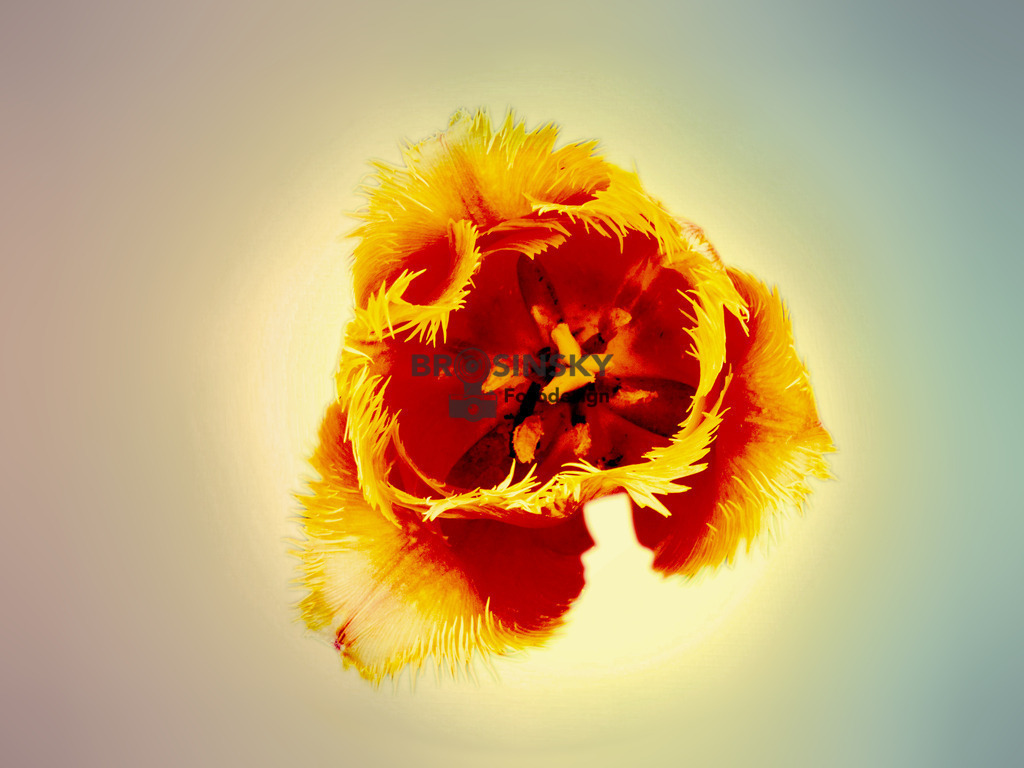 IMG_0770_6798_1a | brosinskyfotodesign-shop - Realisiert mit Pictrs.com