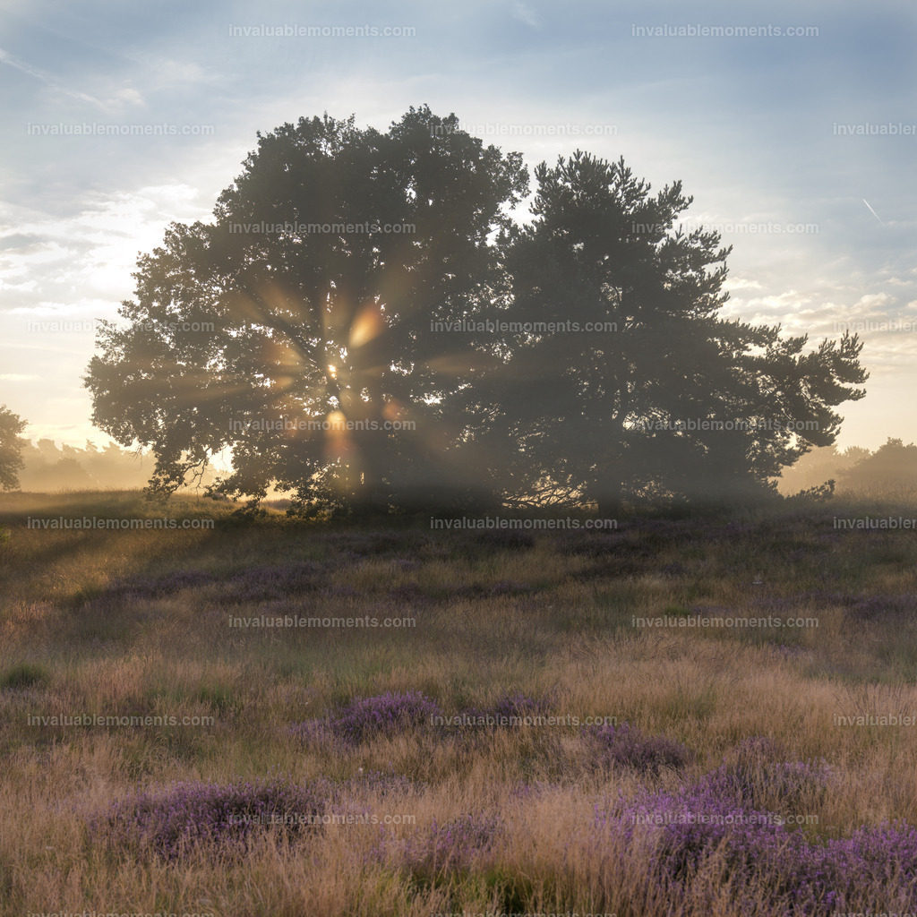 DSC_1133 | invaluablemoments.com - Realisiert mit Pictrs.com