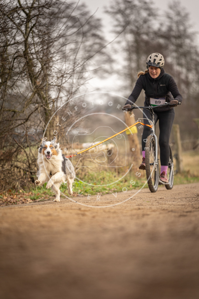 Pfotenfotografie_DV3A4221 | Hundefotografie, Tierfotograf, Pfotenfotografie, Fotoshooting Hund, Hunde Portrait, Hundesport, Hundeportraits, Heideshooting, Hunde, Sportfotograf, Hundefotograf, Turnierhundsport, THS,  - Realisiert mit Pictrs.com