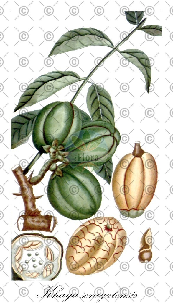 HistAbb_wfo-0001284552_2_ENZY_Simple | Historische Abbildung von Khaya senegalensis - Meliaceae | Historical Illustration of Khaya senegalensis - Meliaceae