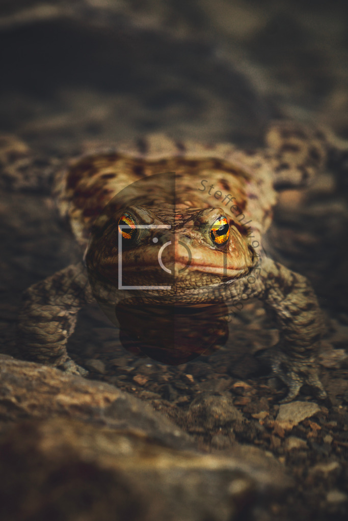 Wandbild Frosch | Ich bin Fotograf und auf meiner Webseite hast du die Möglichkeit meine fotografie als Wandbilder druckfertig für dein Zuhause zu bestellten. - Realisiert mit Pictrs.com