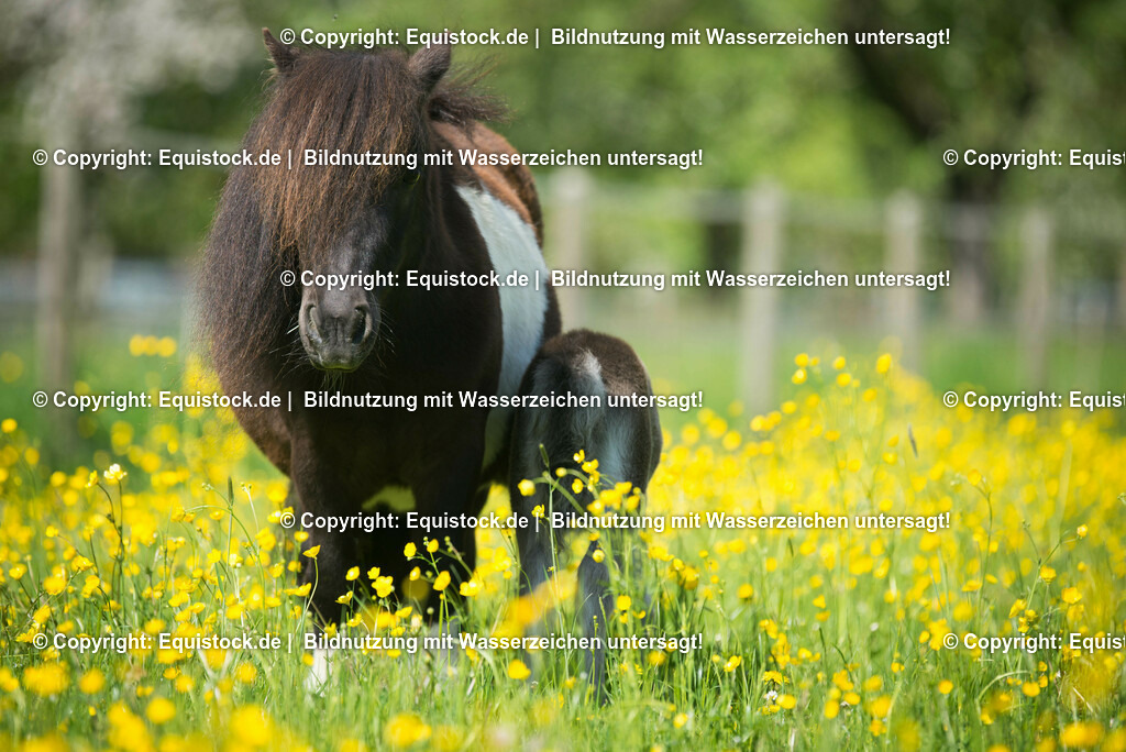 20150507_TOMsPiC_0134 | equistock