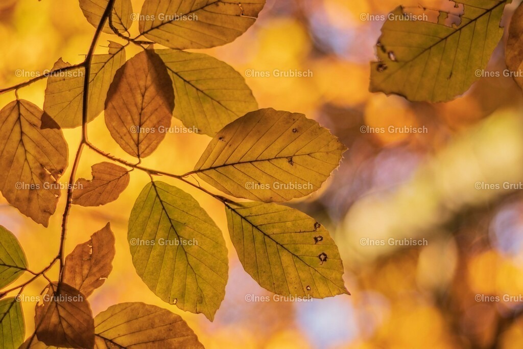 IMG_0894_1_ | Lila Lubbenbomm - Artwork by Ines Grubisch - Realisiert mit Pictrs.com