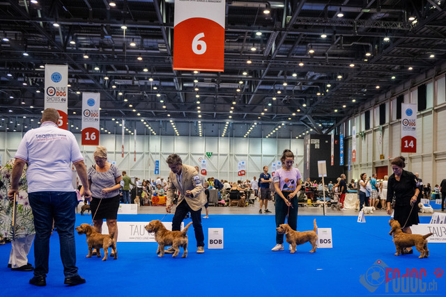 World Dog Show | World Dog Show 2023 im Palexpo in Genf 23.08.2023 Foto: Leo Wyden