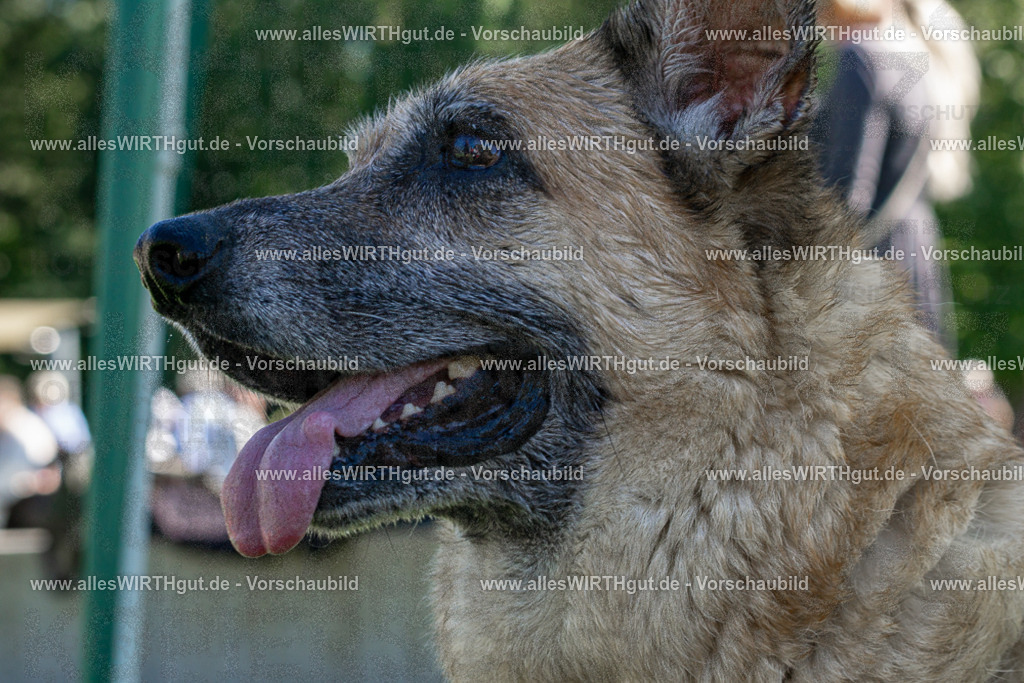 Hundeschwimmen_Volksbad_2026-allesWIRTHgut_Tierfotografie-2609061104-DSC00012 | Professionelle Tierfotografie in Mönchengladbach von Daniel Wirth (allesWIRTHgut). Liebevolle & natürliche Bilder von Hunden & Katzen für unvergessliche Erinnerungen.