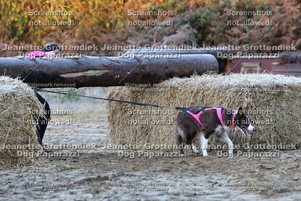 Dog Paparazzi - Strongdog 10-25-372 | Dog Paparazzi Jeanette Grottendiek Fotografie & Videografie - Realisiert mit Pictrs.com