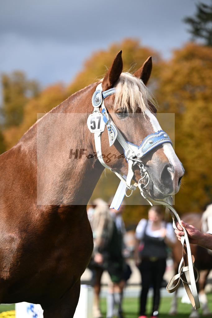 Kat-Nr. 57 Finesse G v. Schmauzenberg_Grandauer_41251361 | hf-fotografie - Realizzato con Pictrs.com